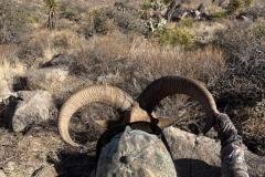 Glassing steep desert canyons for aoudad on a guided New Mexico hunt