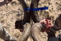 Hunter with harvested aoudad ram on a fair-chase New Mexico mountain hunt
