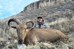 Free-range aoudad ram during a guided New Mexico mountain hunt