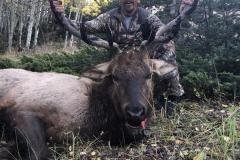 Bull elk moving through timber during a New Mexico hunt