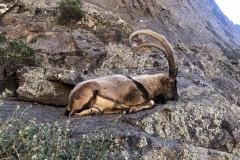New Mexico Ibex Hunting 2