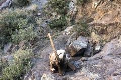 New Mexico Ibex Hunting 1