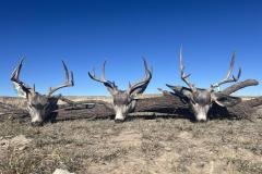 Spot-and-stalk mule deer hunting in New Mexico desert hills