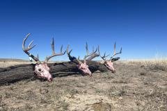 Mule deer buck moving through cedar and cactus terrain in New Mexico