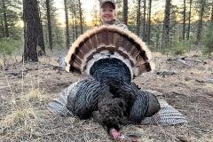 Rio Grande turkey strutting during a guided New Mexico spring hunt