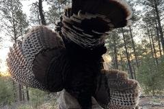 Hunter with harvested Rio Grande turkey in New Mexico grasslands
