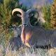 icon-aoudad-1