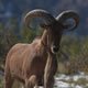icon-aoudad-2
