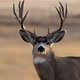 icon-mule-deer