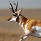 icon-pronghorn